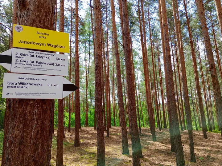 Trail notices on a tree trunk at Jagodowe Wzgórze