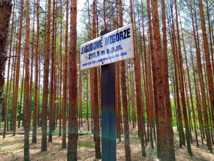 White trail notice on the pine trunk at Jagodowe Wzgórze