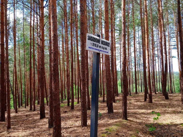 Route sign along the wooded slope at Jagodowe Wzgórze