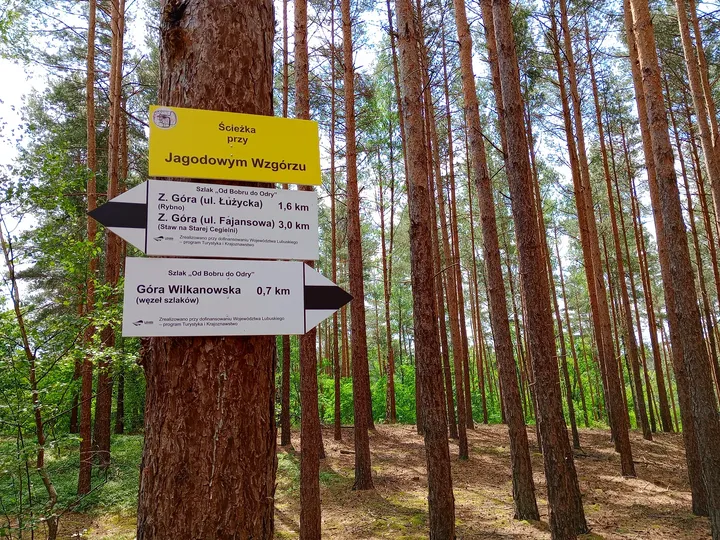 Information board among the pines at Jagodowe Wzgórze