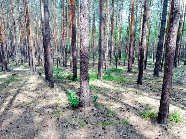 Track descending through the forest at Jagodowe Wzgórze