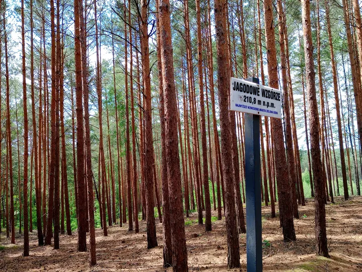 Small directional notice in the forest at Jagodowe Wzgórze