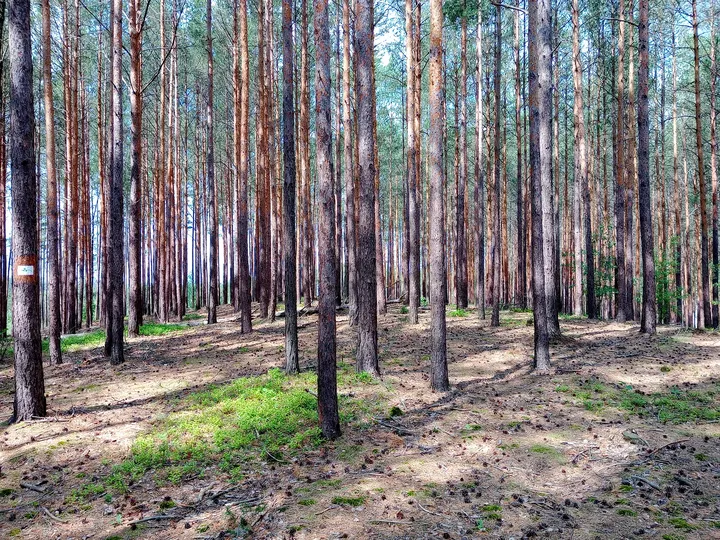 Undulating ground beneath the trees at Jagodowe Wzgórze