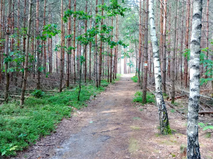 Forest approach near Jagodowe Wzgórze at Jagodowe Wzgórze