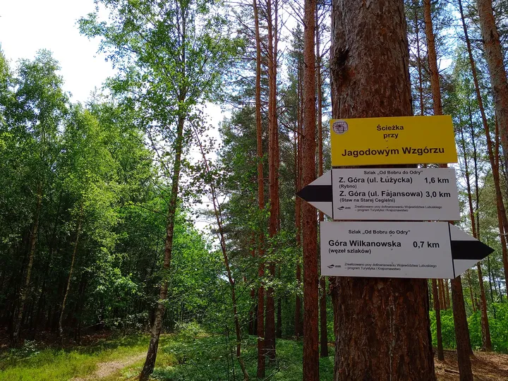 Yellow and white route notice on a tree at Jagodowe Wzgórze