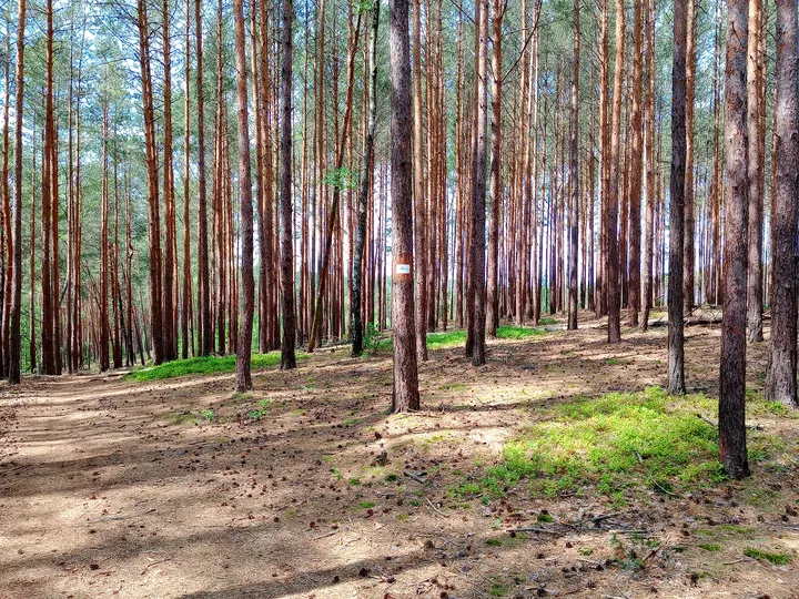 Open track between tall pines at Jagodowe Wzgórze