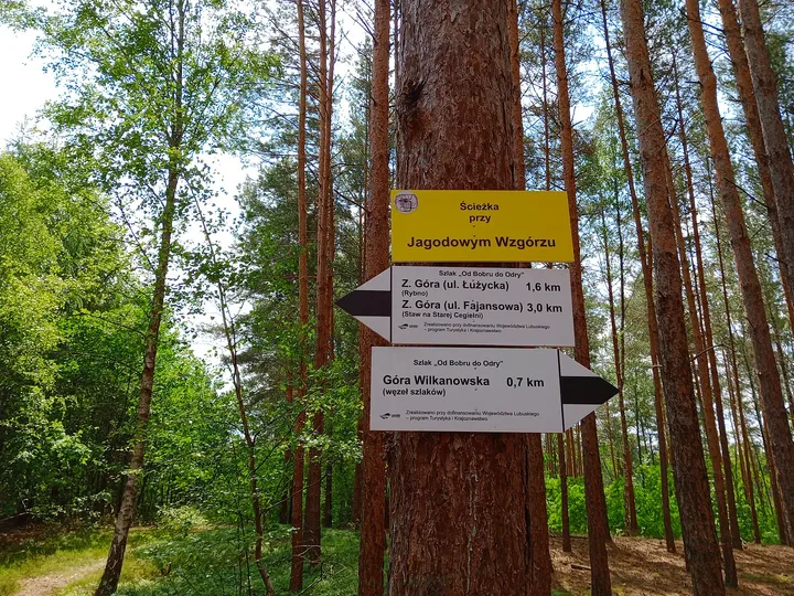 Signs beside the wooded track at Jagodowe Wzgórze