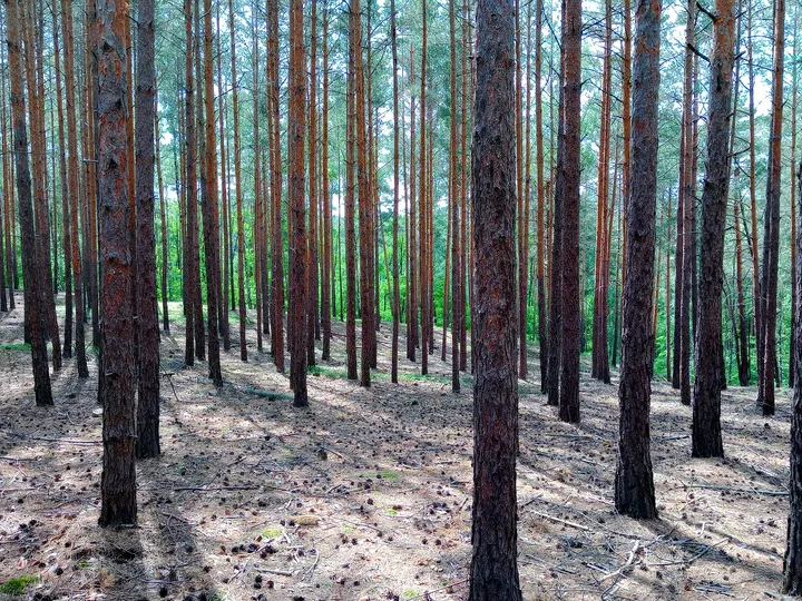 Pine woodland beside the route at Jagodowe Wzgórze