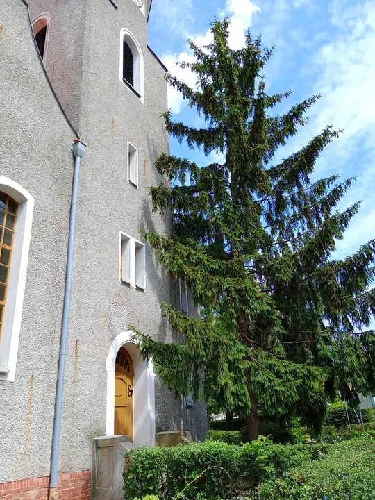 A conifer beside the church wall at Jesus Church, Zielona Góra