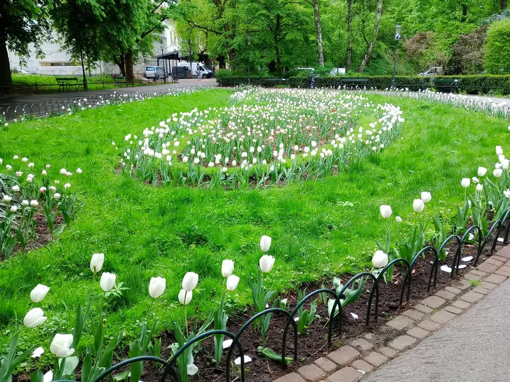 Tulips along the edge of the lawn at Konrad Swinarski Square