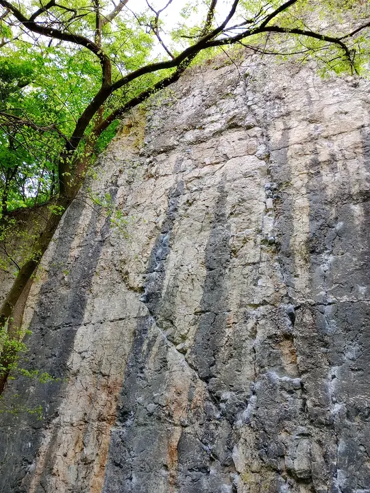 Tree growing against the older wall at Kraków ghetto wall