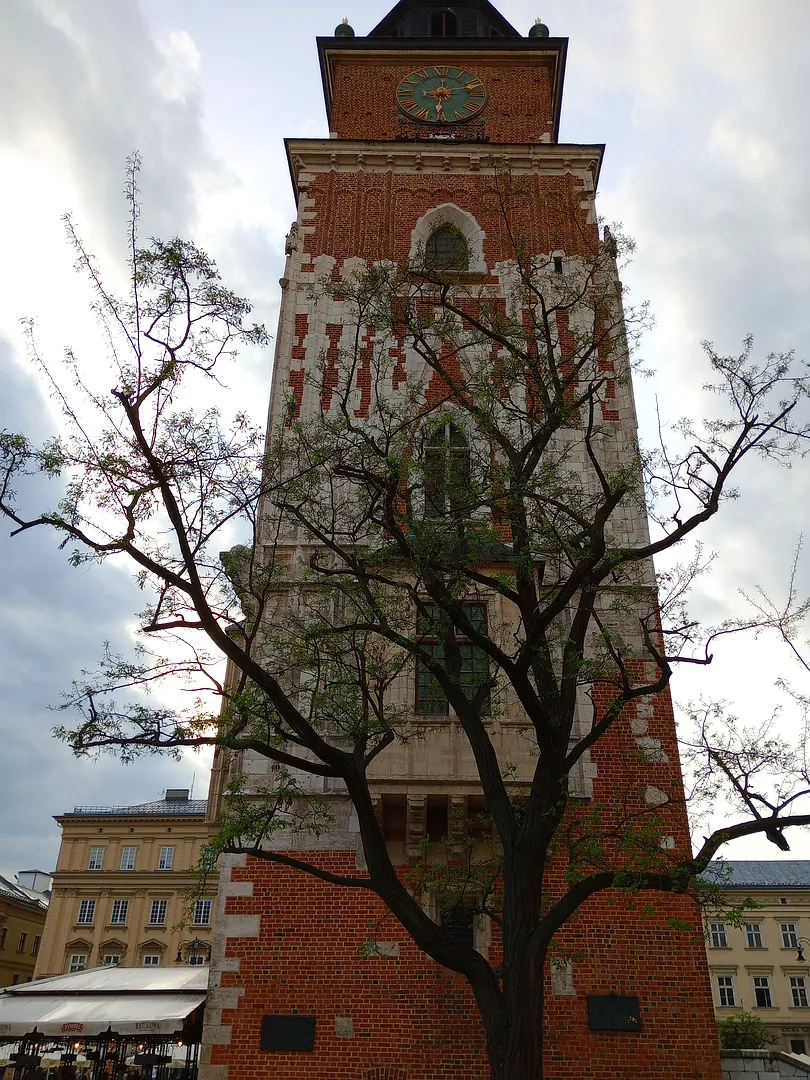 The clock tower above spring branches at Kraków Town Hall Tower
