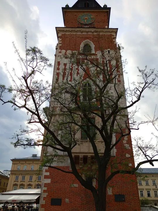 The clock tower above spring branches at Kraków Town Hall Tower