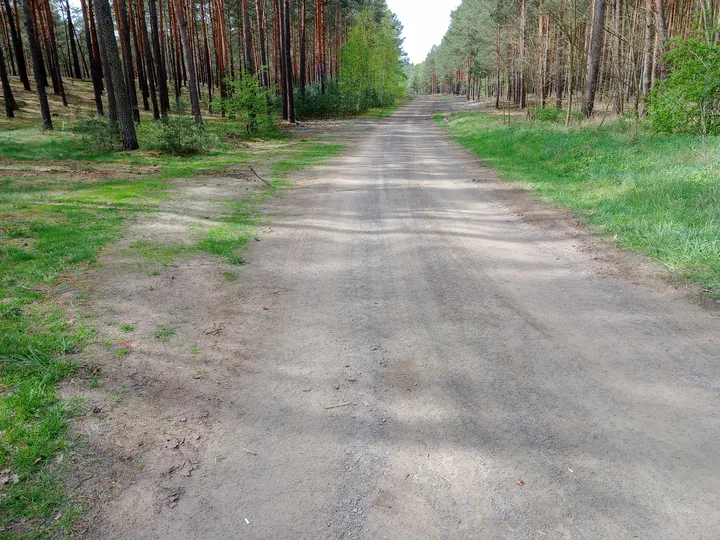 Long cycleway beneath the trees at Krępa–Czerwieńsk cycling route