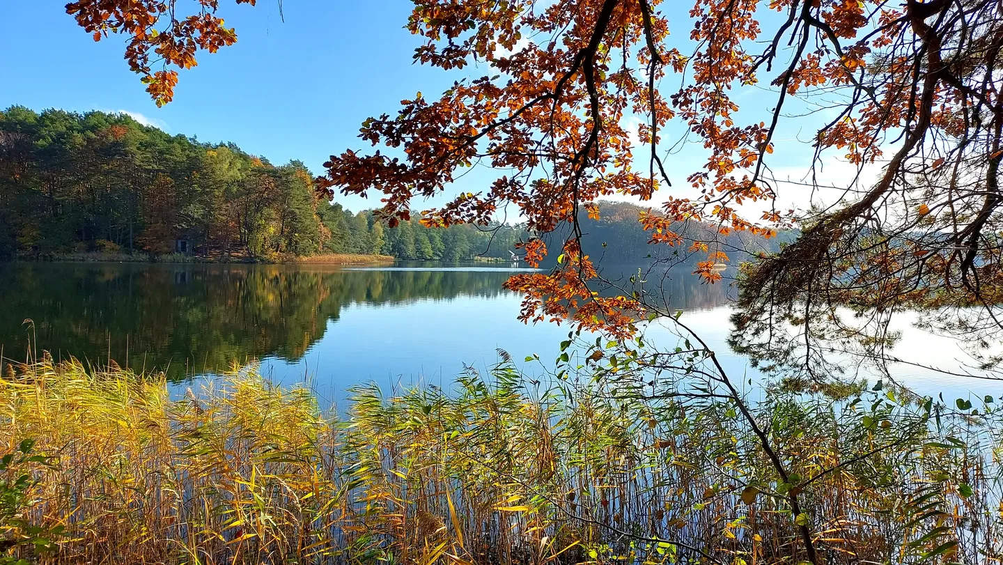 The lake framed by orange leaves at Lake Łagowskie