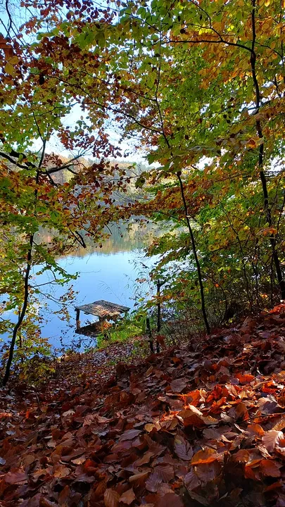 Autumn leaves on the wooded shore at Lake Łagowskie