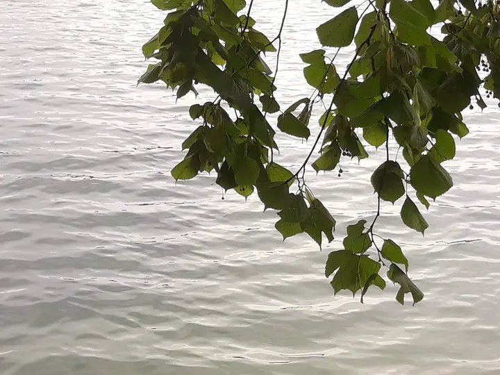 Leaves above the rippled water at Lake Łagowskie