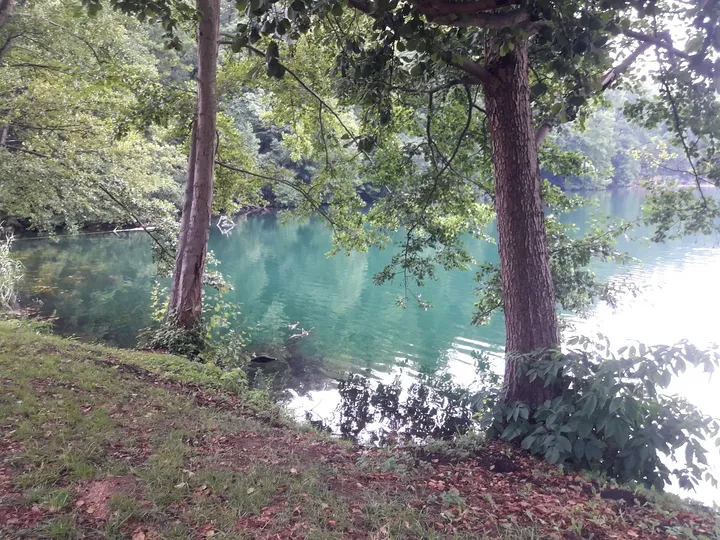 Trees above the clear summer water at Lake Łagowskie