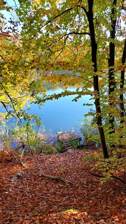 The shoreline path under autumn branches at Lake Łagowskie