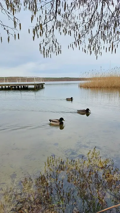 Waterbirds beside the narrow bank at Lake Niesłysz