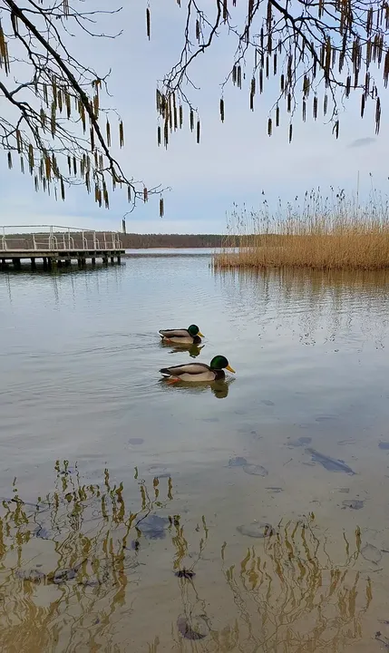 Waterbirds crossing the lake at Lake Niesłysz