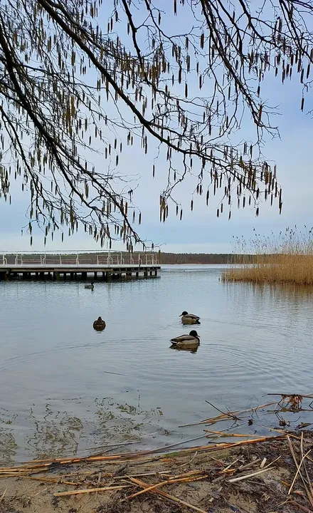 Ducks beneath overhanging lakeside branches at Lake Niesłysz