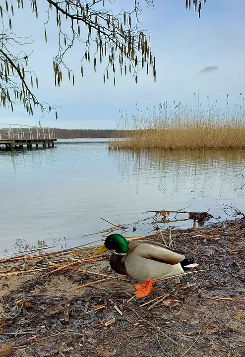 Ducks close to the bank at Lake Niesłysz