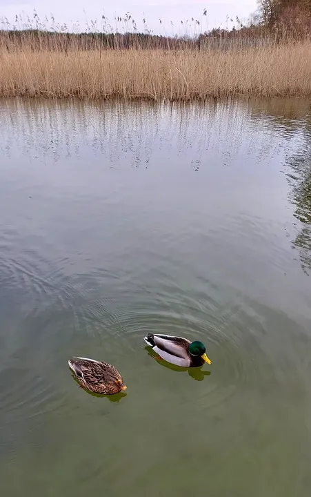Pair of ducks beside the reeds at Lake Niesłysz