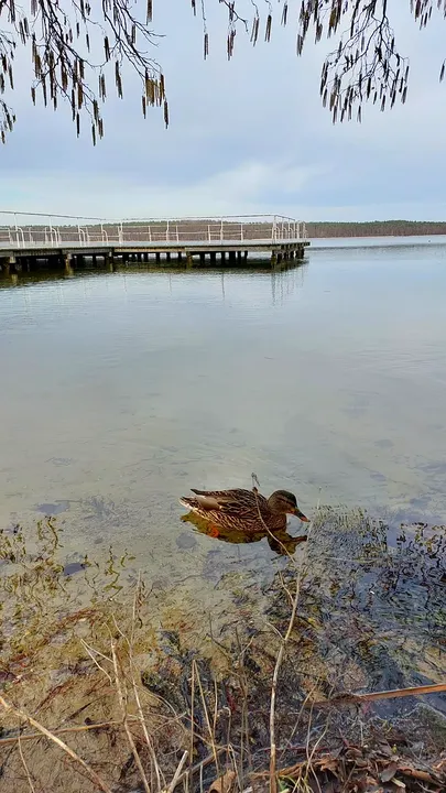 Duck swimming near the shore at Lake Niesłysz