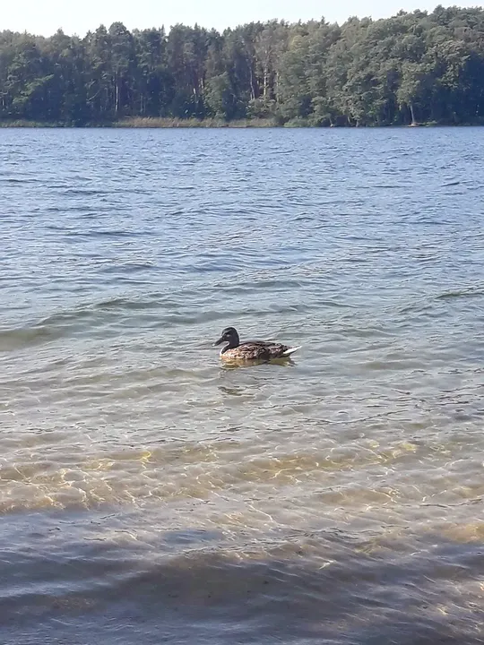 A bird on the lake water at Lake Sławskie
