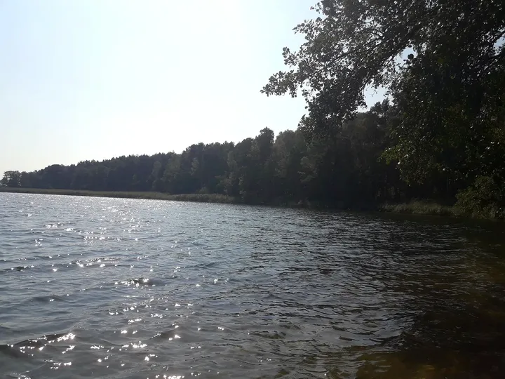 Trees along the water’s edge at Lake Sławskie