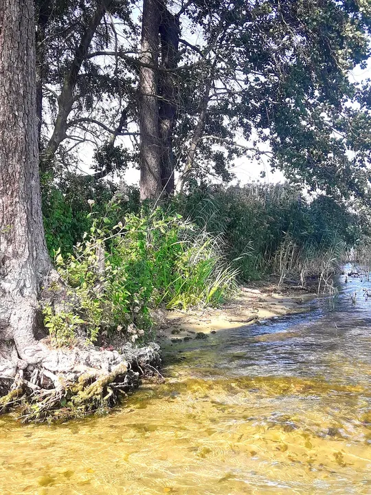A wooded section of the shoreline at Lake Sławskie