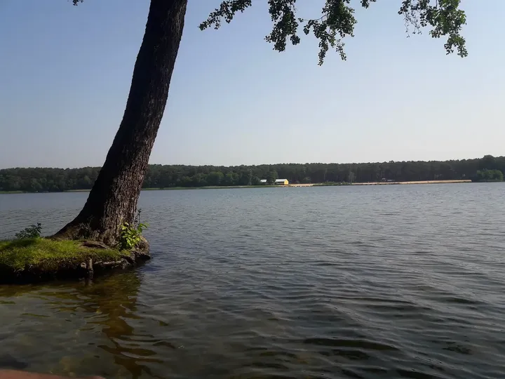 A leaning tree beside the lake at Lake Sławskie
