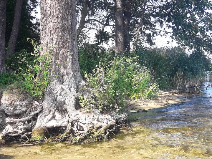 Exposed tree roots beside the shore at Lake Sławskie