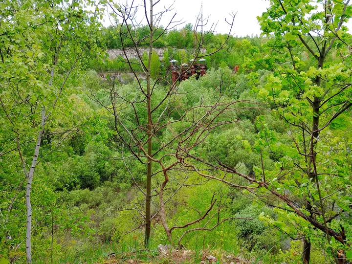 Trees against the pale cliff at Liban Quarry