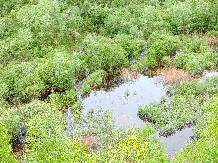 Water basin surrounded by shrubs at Liban Quarry