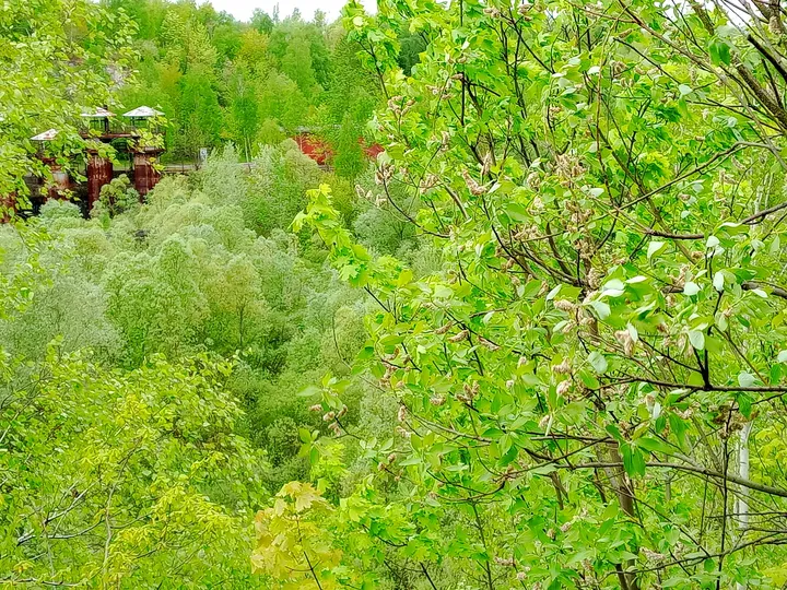 Remains partly concealed by vegetation at Liban Quarry