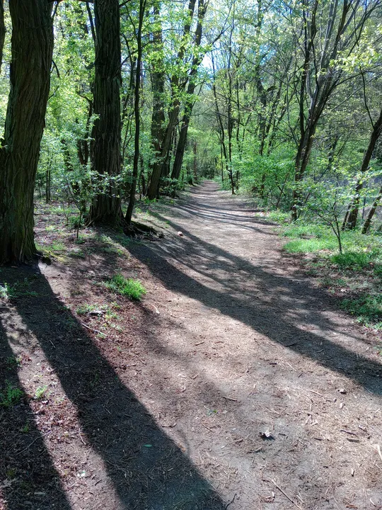 Sandy path through the forest at Liliowy Las outdoor exercise ground