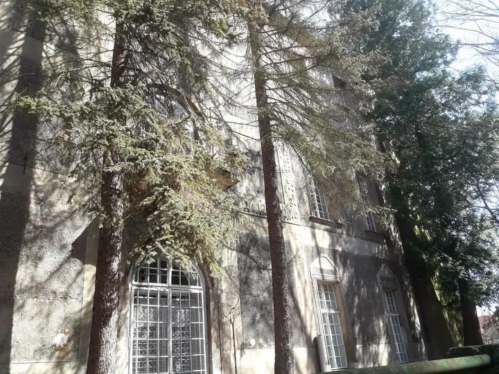An old tree against the building at Manor Park, Iłowa