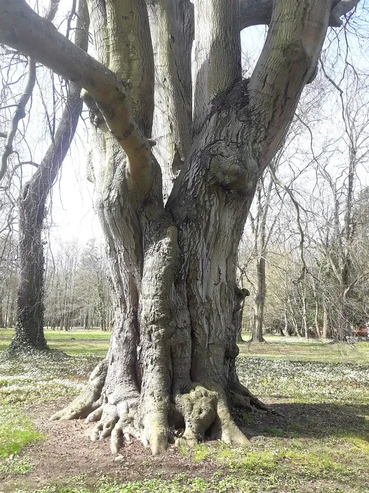 The trunk of an old park tree at Manor Park, Iłowa