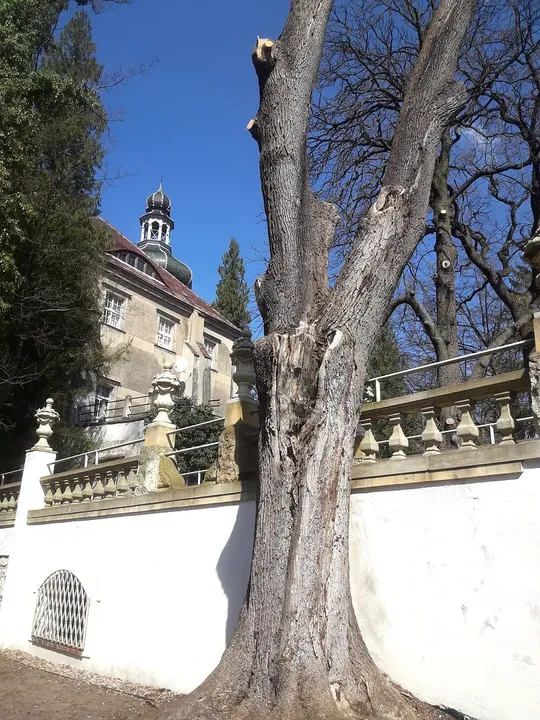 Trees against the palace walls at Manor Park, Iłowa