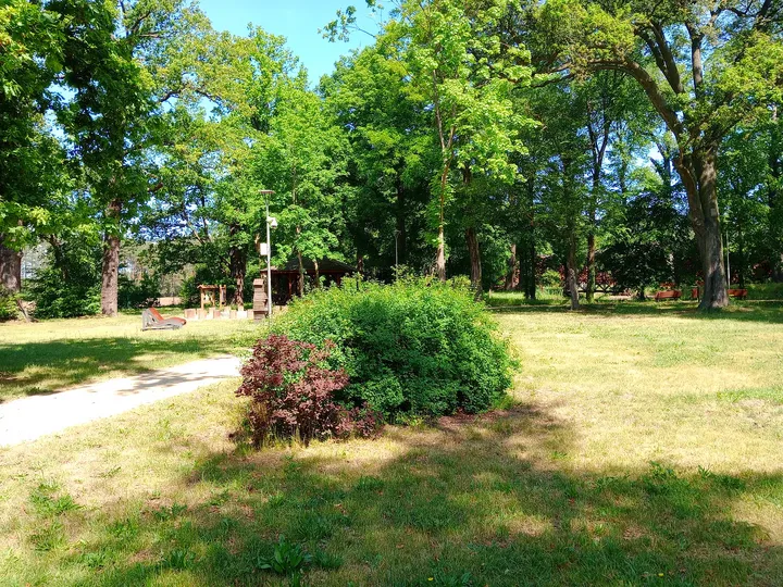 Green planting beneath the canopy at Manor Park, Kiełpin