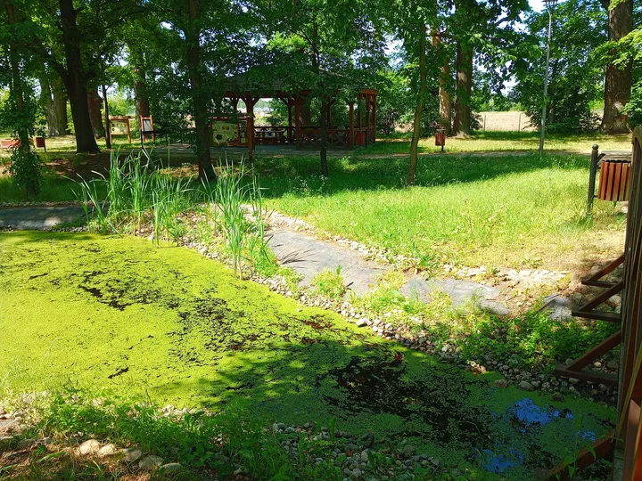 Green floor beneath the trees at Manor Park, Kiełpin