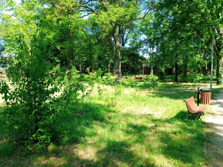 Woodland corner beside the path at Manor Park, Kiełpin