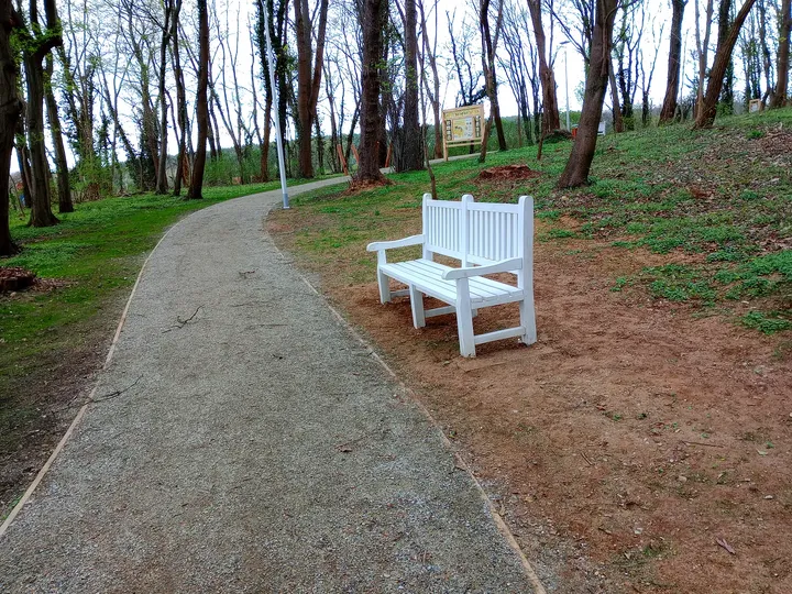Benches along a path beneath the pines at Manor Park, Świdnica