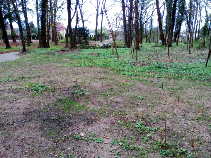Open ground beneath the woodland canopy at Manor Park, Świdnica
