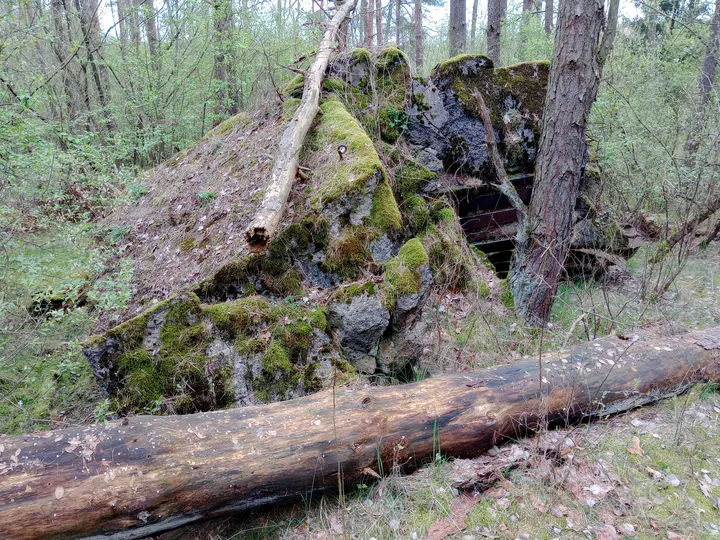 Damaged remains among the trees at Międzyrzecz Fortified Region
