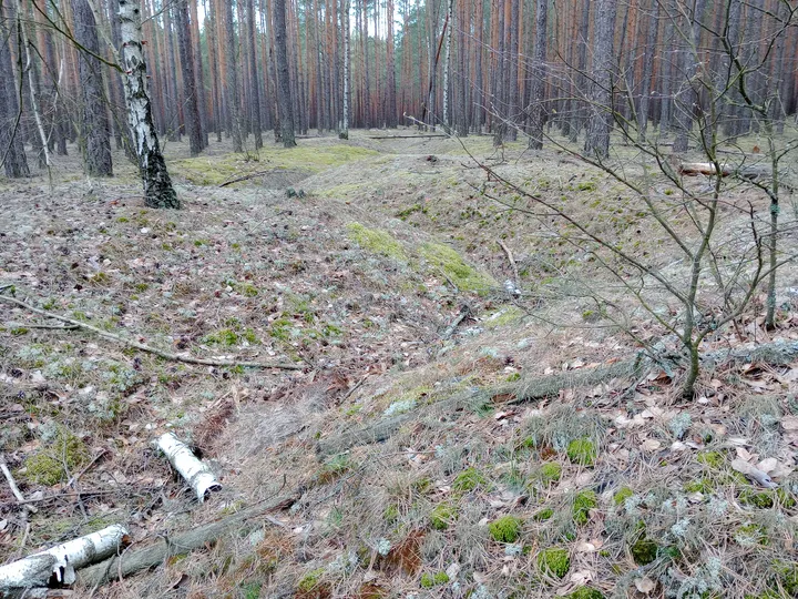 Woodland around the surface remains at Międzyrzecz Fortified Region