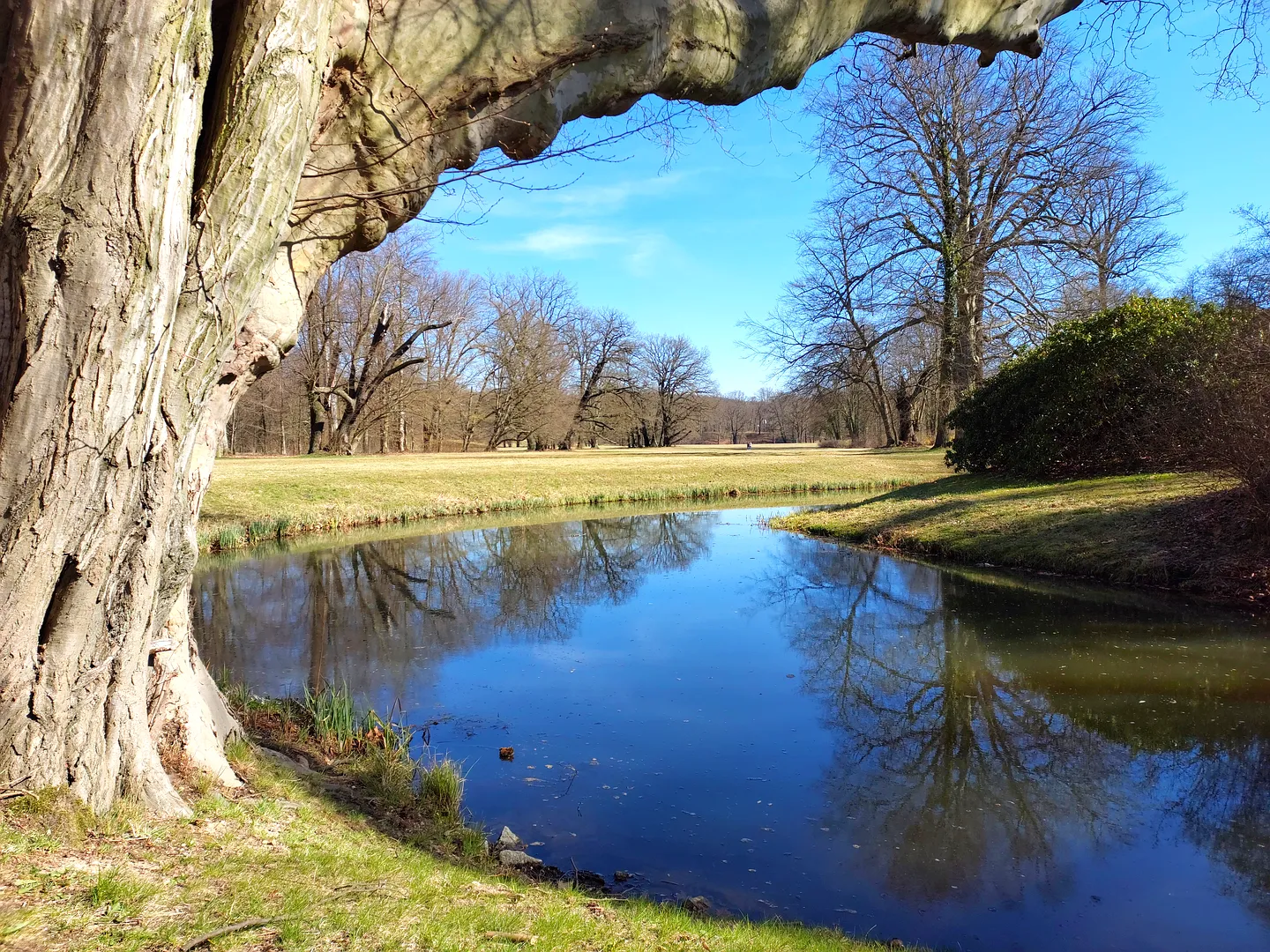 Large tree above the still water at Muskau Park