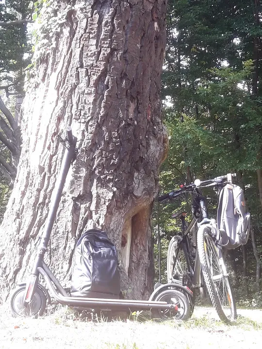 Bicycle leaning beside an older tree at Muskau Park